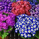 Подворье семьи Ярыгиных. Рассада, семена, саженцы.